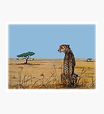 Patience, Cheetah Artwork Photographic Print