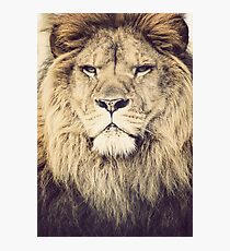 Lion Photographic Print