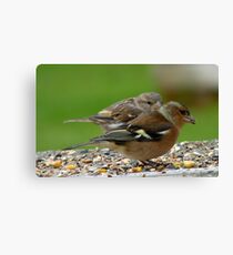 You Make It Look So Easy! - Chaffinch & Sparrow - NZ Canvas Print