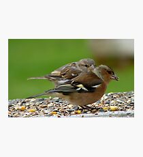 You Make It Look So Easy! - Chaffinch & Sparrow - NZ Photographic Print