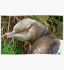 Do I Look Grumpy? - Rare Yellow Eyed Penguin - NZ Poster