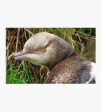 Do I Look Grumpy? - Rare Yellow Eyed Penguin - NZ Photographic Print