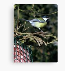 A Great Tit Canvas Print