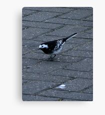 A Pied Wagtail Canvas Print