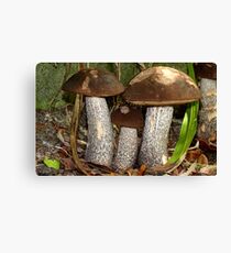 Make Room Please...! - Wild Mushrooms - NZ Canvas Print