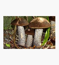 Make Room Please...! - Wild Mushrooms - NZ Photographic Print