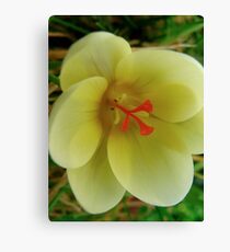 Gentle Beauty Canvas Print