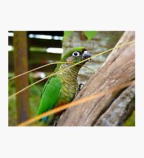 Wild Thing, You Make My Heart Sing! Maroon-Bellied Conure - NZ Photographic Print