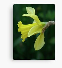 Daffodil 02 Canvas Print