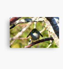 Do I look Like Happy Feet The Penguin? - Silver-Eye - NZ Canvas Print