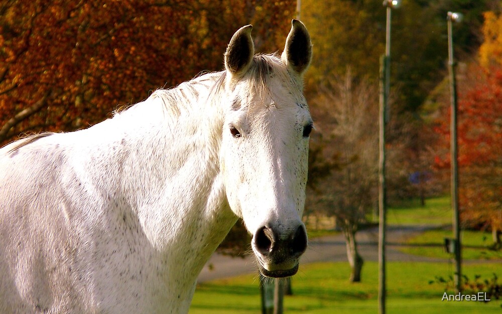 "I'll Pose For Some Carrots!! - White Horse - NZ" by AndreaEL | Redbubble