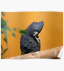 I Know I Shouldn't Bite My Nails!!! - Red-tailed Black Cockatoo - NZ Poster
