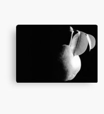 Pear Canvas Print