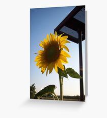 For the birds Greeting Card