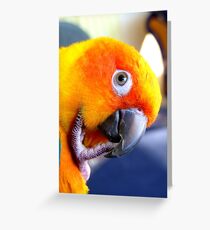 Hmmm....Should I Go Android Or Apple? - Sun Conure NZ Greeting Card