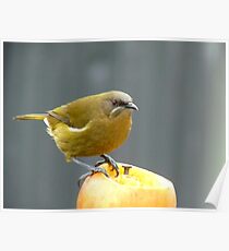 I'm Hungry For The Big Apple - Bell-Bird - Southland Poster