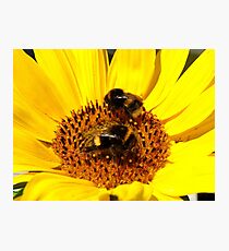 Many Hands Make Light Work!! - Bumblebees - NZ Photographic Print