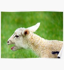 I Want My Mhaaaaaa!!! - Lamb - NZ Poster