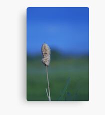 Bulrush Canvas Print