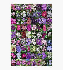 Clematis Photographic Print
