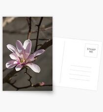 Sunny Pink Magnolia Blossom Postcards