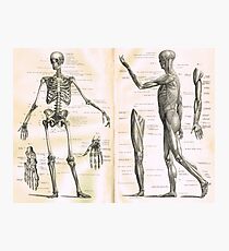 19th century anatomy illustration parts of a human skeleton Photographic Print