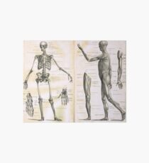 19th century anatomy illustration parts of a human skeleton Art Board Print