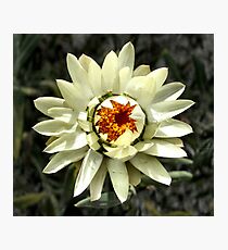 Paper Daisy Photographic Print
