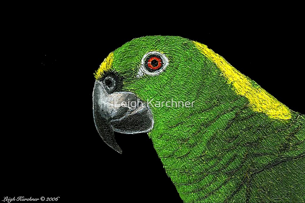 "AMAZON PARROT (SCRATCHBOARD)" by Leigh Karchner Redbubble