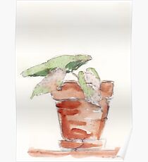 Begonia - foolproof? Poster