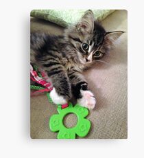 Precious Kitten Canvas Print