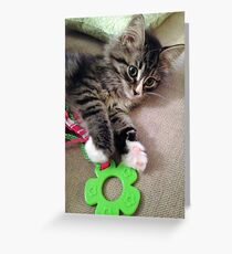 Precious Kitten Greeting Card