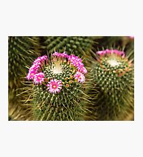 Cactus Flower Photographic Print
