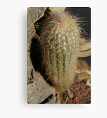 Lámina metálica Cactus