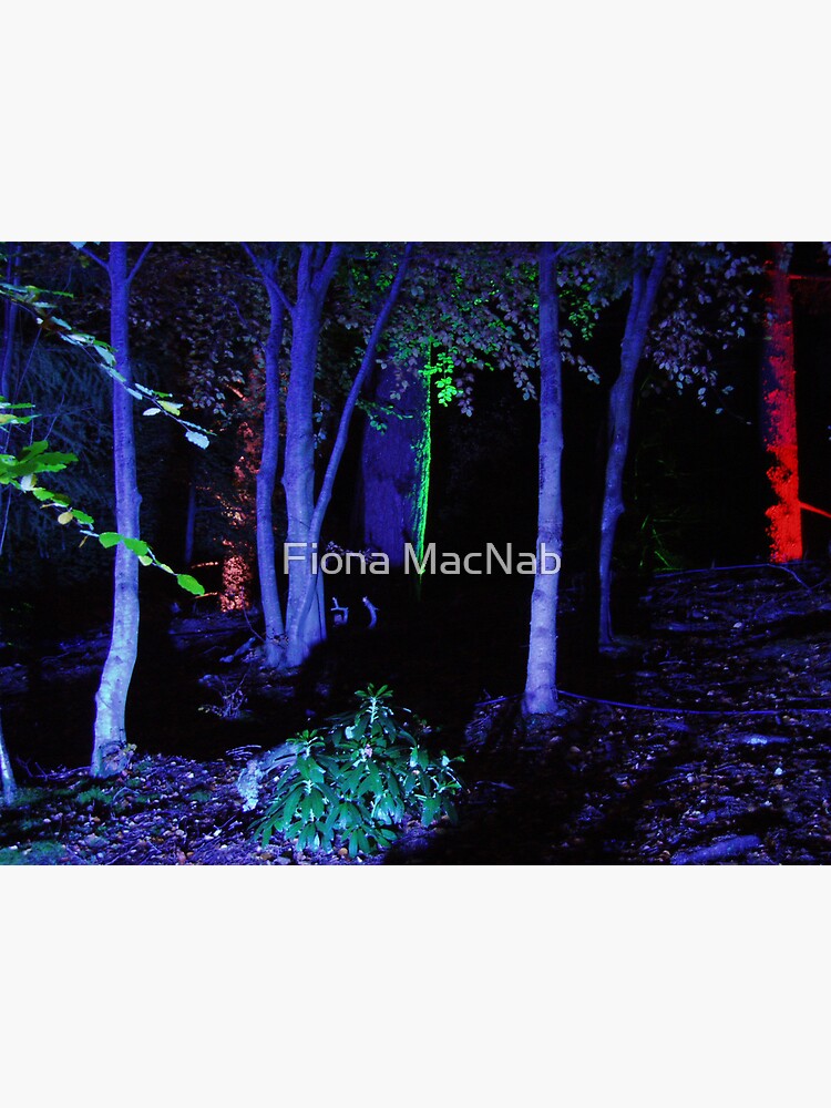 The Enchanted Forest by orcadia
