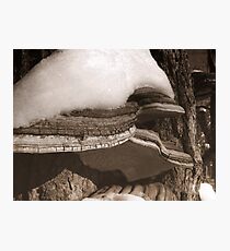 Wrinkles Photographic Print