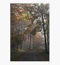Early Morning In The Forest Photographic Print