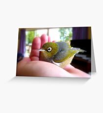 Humpty Dumpty Had A Big Fall...Silver-Eye NZ Greeting Card