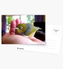 Humpty Dumpty Had A Big Fall...Silver-Eye NZ Postcards