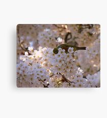 AhahahCHOO!! Blimey I'm Lucky I Don't Have Hay-Fever!! - Silvereye - NZ Canvas Print