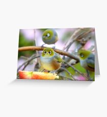 AND SO!!.. Where Is The Better Half? - Silver-Eye - NZ Greeting Card
