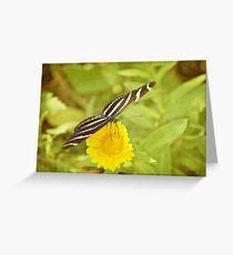Zebra-Schmetterling auf Daisy Grußkarte