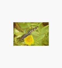 Zebra-Schmetterling auf Daisy Galeriedruck