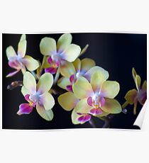 Yellow & Pink Orchids Poster