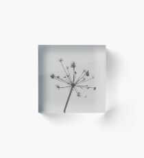 seedhead Acrylic Block