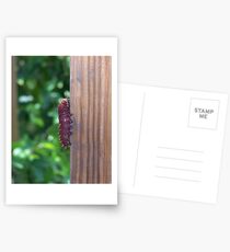 Caterpiller Postcards