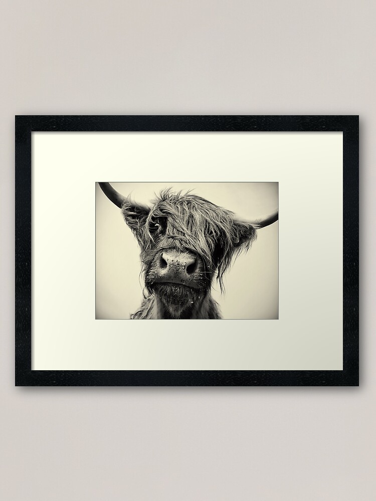 highland cow picture frame
