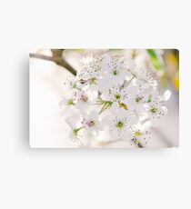 Pear Blossoms 5 Canvas Print
