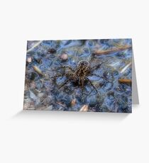 Wolf Spider Greeting Card
