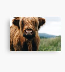 Scottish Highland Cow in Scotland Canvas Print
